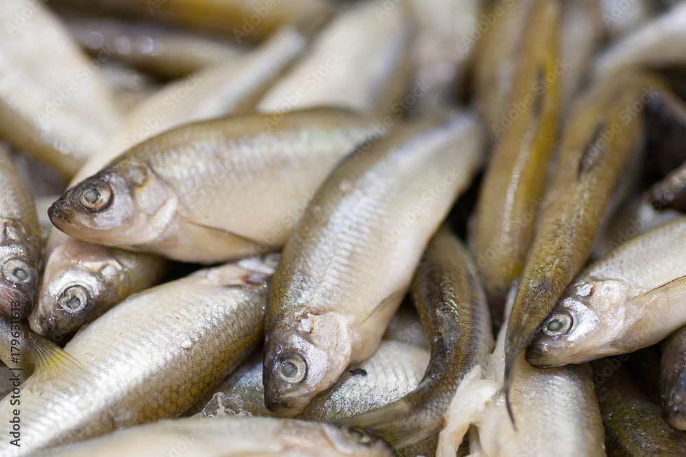 Frozen ice-cold fish koryuska in the store Frozen fish. Freshfish market. Gilt-head bream. Sea bream fish on ice. Fresh fish on ice for sale at market. Frozen ice-cold fish koryuska in the store Frozen fish. Freshfish market. Gilt-head bream. Sea bream fish on ice. Fresh fish on ice for sale at market.