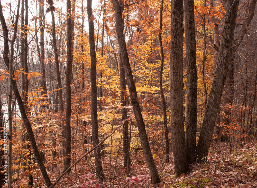 Fototapeta premium A grouping of trees in the fall woods showing pretty colors next to a river