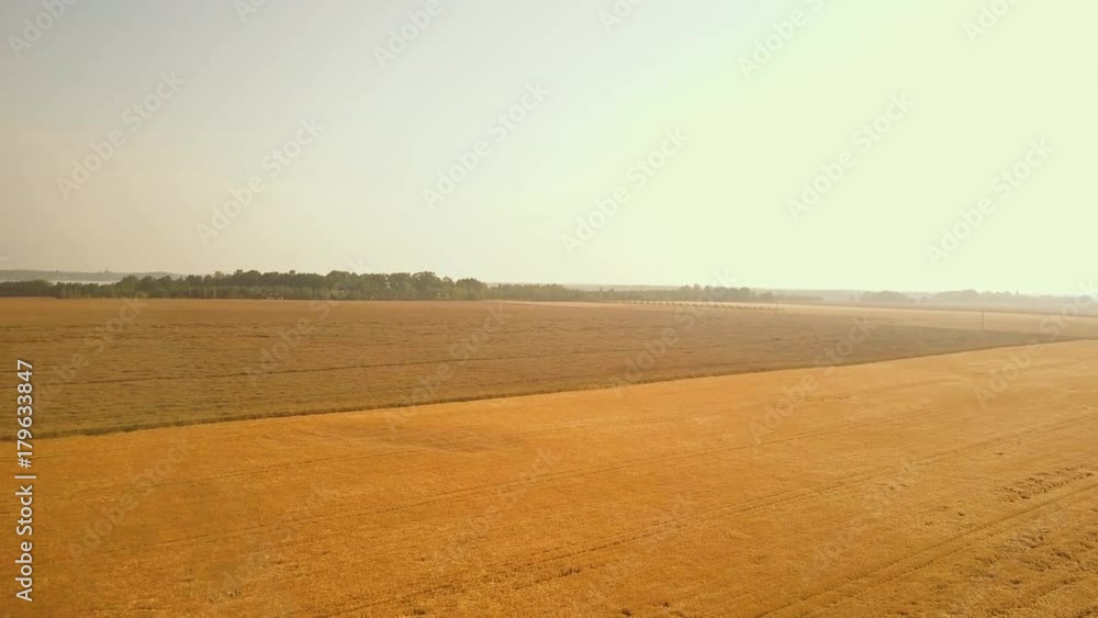 AERIAL 4K: Wheat Field and Lake at Sunrise. DRONE shot: Peaceful rural landscape at sunny morning. Harvest and Crop concept. FLIGHT over vast farming lands, grain fields AERIAL 4K: Wheat Field and Lake at Sunrise. DRONE shot: Peaceful rural landscape at sunny morning. Harvest and Crop concept. FLIGHT over vast farming lands, grain fields