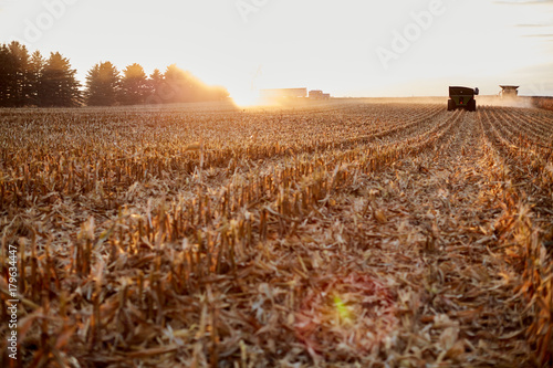 Farmers harvesting maize during golden hour