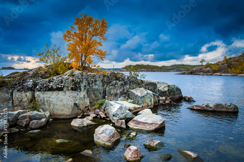 Autumn tree on a rock. One ...