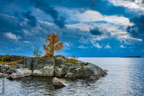 A tree with yellow leaves o...