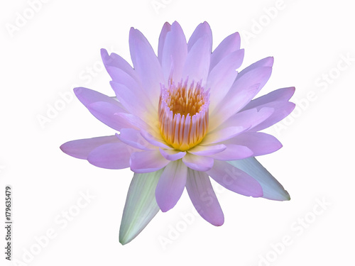 Sweet lotus flower on white background  with clipping path