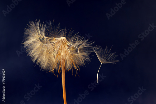 Fototapeta Naklejka Na Ścianę i Meble -  dandelion and its flying seeds on a dark blue background