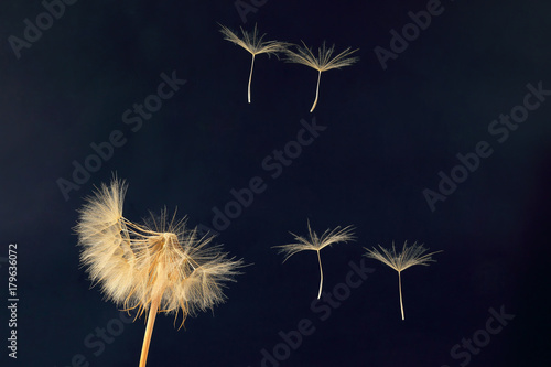Fototapeta Naklejka Na Ścianę i Meble -  dandelion and its flying seeds on a dark blue background