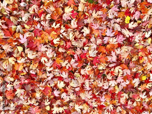 Autumn leaves cover the ground