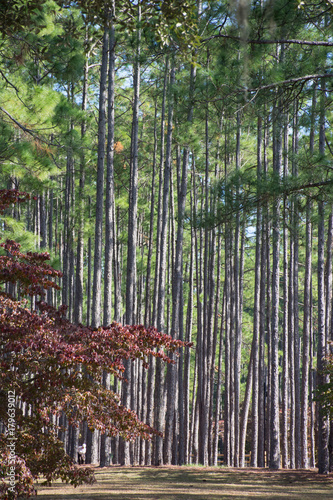 Pine Tree Forest