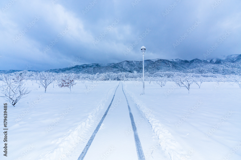 雪のメタセコイア並木道
