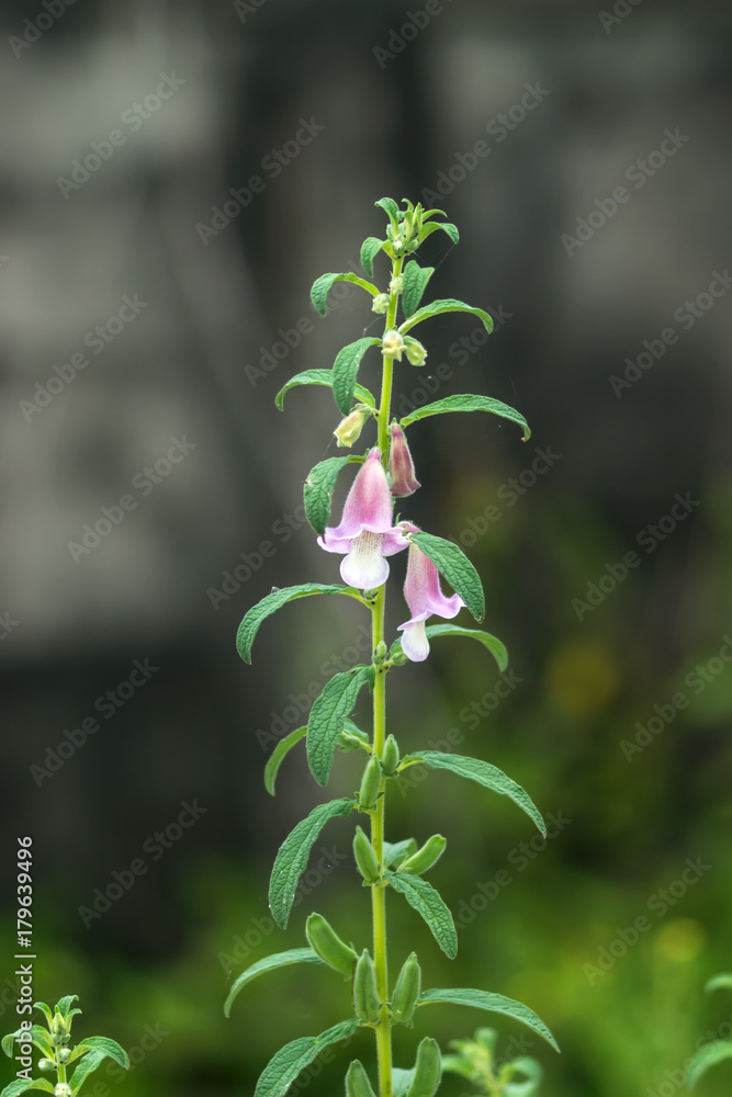 Pink flower of Sesame Plant. Pink flower of Sesame Plant.