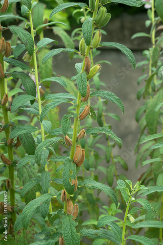 Seeds of Sesame Plant.