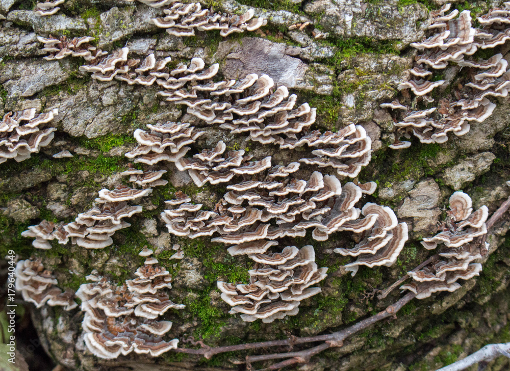 Fungus on a Fallen Tree