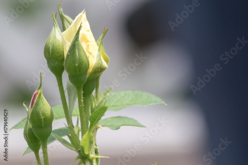 Yellow Rose Buds