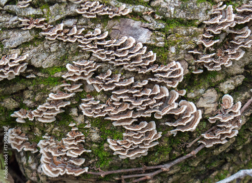 Fungus on a Fallen Tree