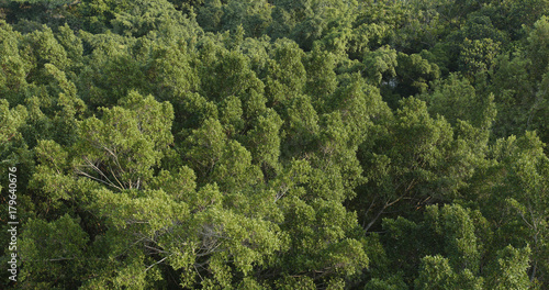 Green forest from top