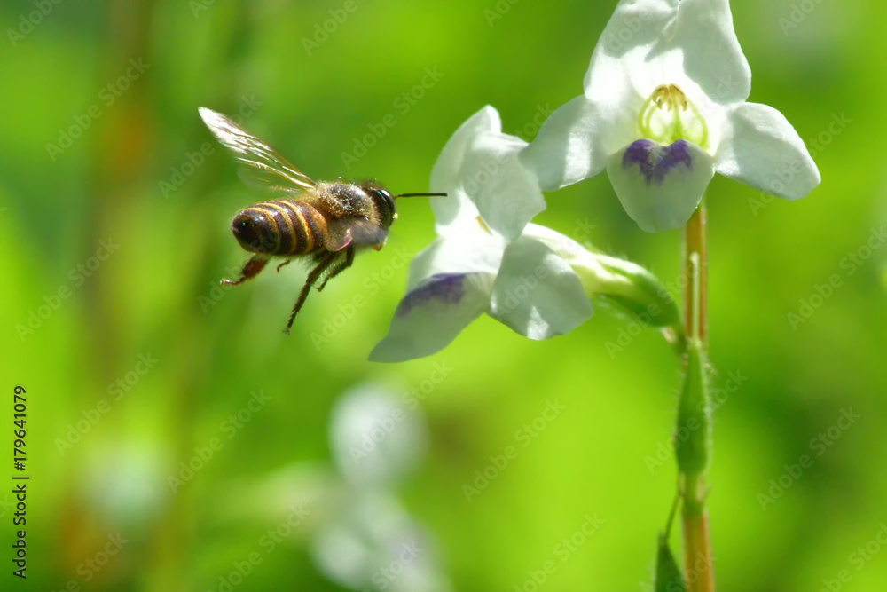 a Bee flying to the beautiful flower a Bee flying to the beautiful flower