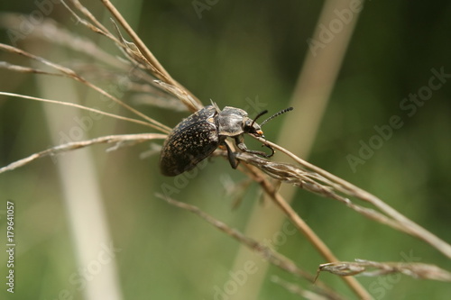 Egyptian Beetle (Blaps polychresta) Australia © Andy Waugh