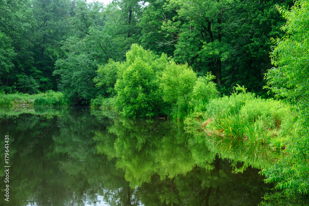 landscape by the lake in the early morning. coniferous forest near the lake landscape by the lake in the early morning. coniferous forest near the lake