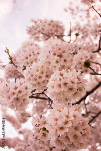 Japanese Bloom