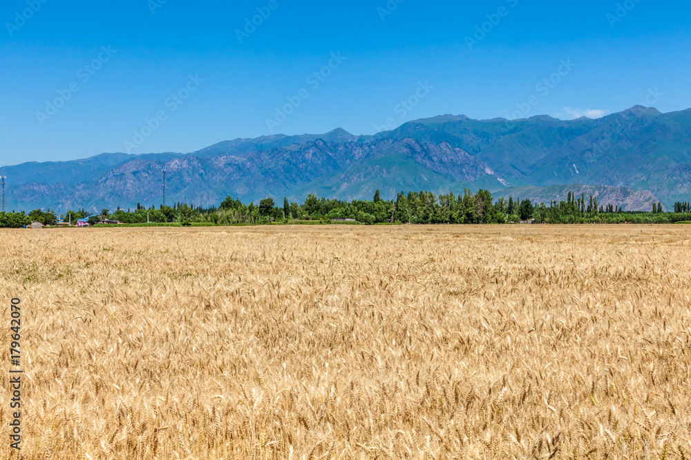Mature paddy field