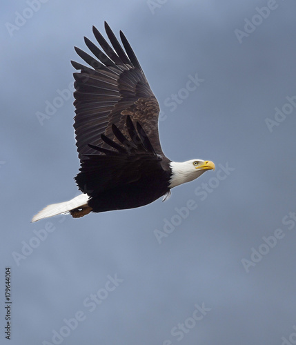 Bald eagle flying over the sky