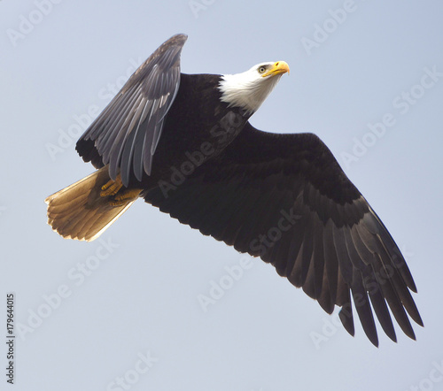 Bald eagle flying over the sky
