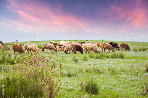 Sheep in the pasture