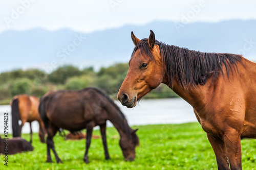 Horse near the lake © 06photo