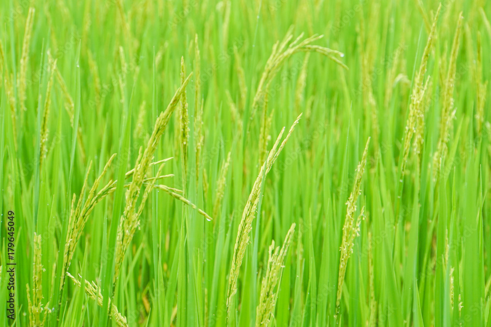 Obraz premium close up fresh green rice plants in paddy