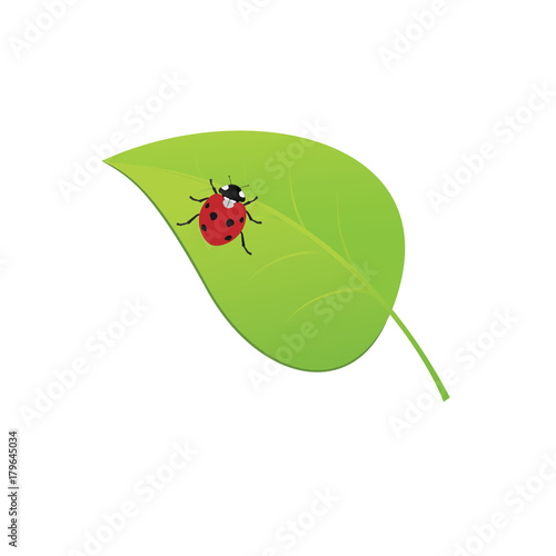 Ladybug on green leaf for environment design. Rasterized version also available in gallery © iukhym_vova