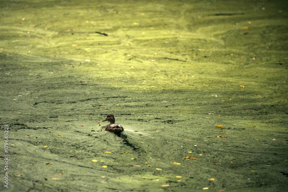duck swim in blossomed dirty lake or river outdoor duck swim in blossomed dirty lake or river outdoor