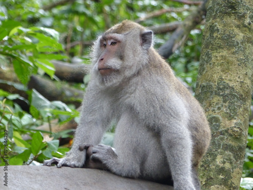 monkey forest Ubud