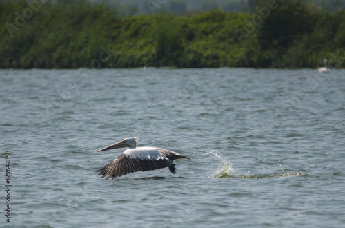 pelicans flying over the wa...