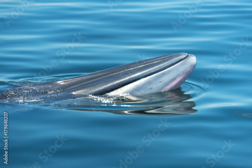 Big Bryde's Whale swim to the water surface to exhale by blowing the water into the air. There are many Bryde's Whale living in the gulf of Thailand, Thailand. photo
