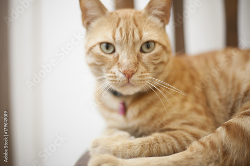 Wallpaper Mural A ginger cat Torontodigital.ca