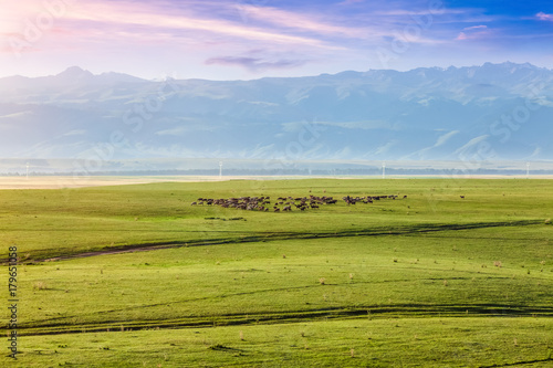grassland in Xinjiang