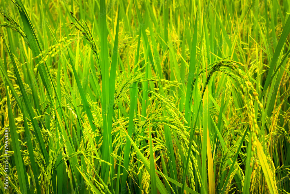 yellow green rice field with blurred background.