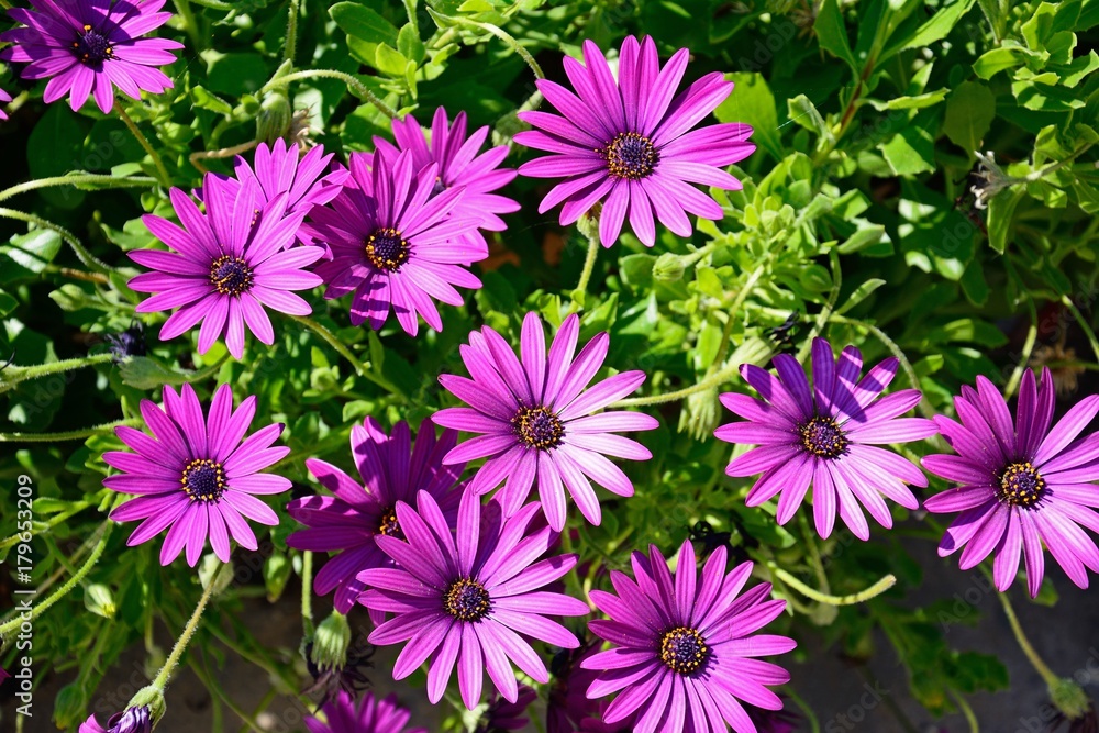 Purple Osteospermum flowers in full bloom, Malta. Purple Osteospermum flowers in full bloom, Malta.