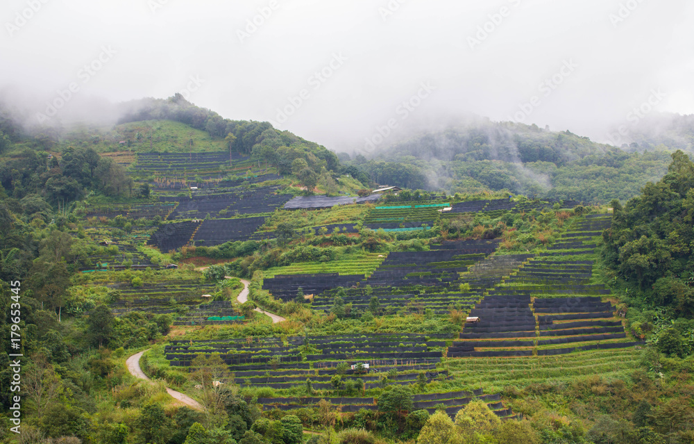 agriculture on the hill In the Rainy season with blue Cloud sky background