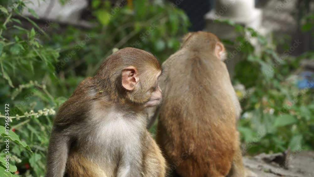 Young monkeys in Kathmandu. In the middle of the city of Kathmandu there are many monkeys. In the city they live no worse than in the wild Young monkeys in Kathmandu. In the middle of the city of Kathmandu there are many monkeys. In the city they live no worse than in the wild