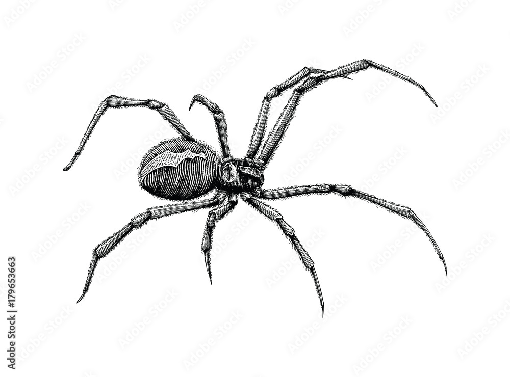 Black widow spider hand drawing Stock Vector Adobe Stock