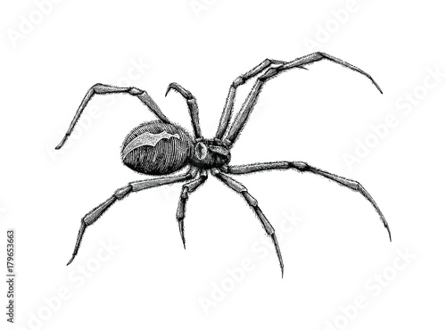 Black widow spider hand drawing