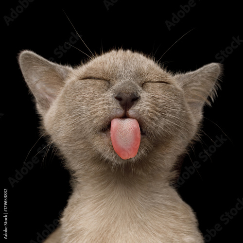 Fototapeta Naklejka Na Ścianę i Meble -  Portrait of Funny Burmese Kitten Lick with tongue Tasty on Black Background