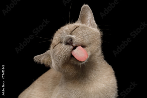 Fototapeta Naklejka Na Ścianę i Meble -  Portrait of Funny Burmese Kitten Lick with tongue Tasty on Black Background