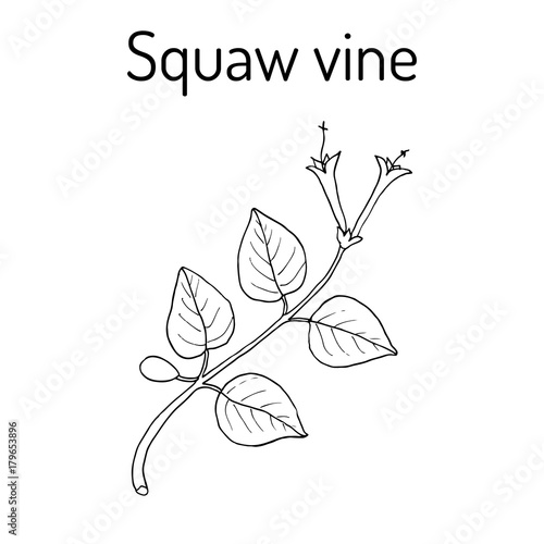 Squaw vine Mitchella repens , or partridge berry, medicinal plant