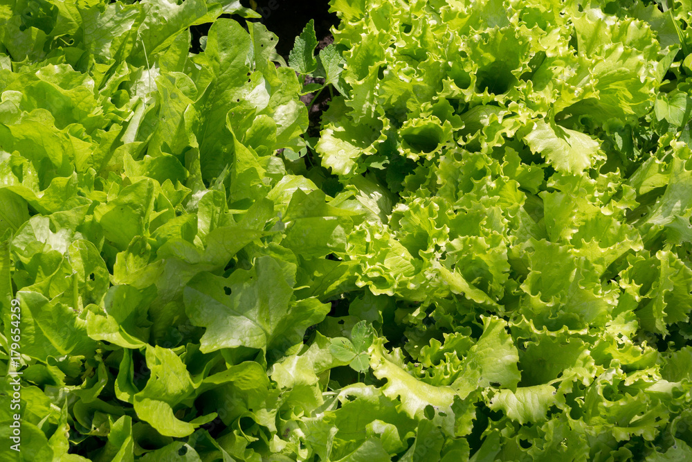 Fresh Salad Leaves Fresh Salad Leaves