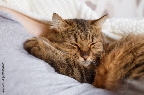 Cat sleeping in a human arm