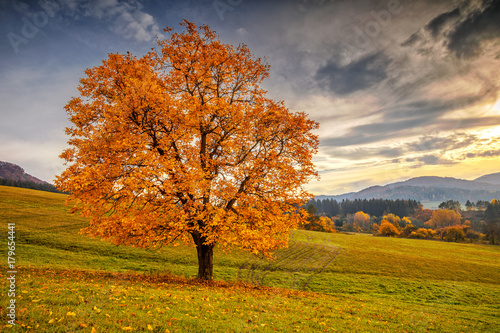 A beautiful deciduous tree in the foreground of the autumn landscape, National Nature Reserve Sulov Rocks, Slovakia, Europe.