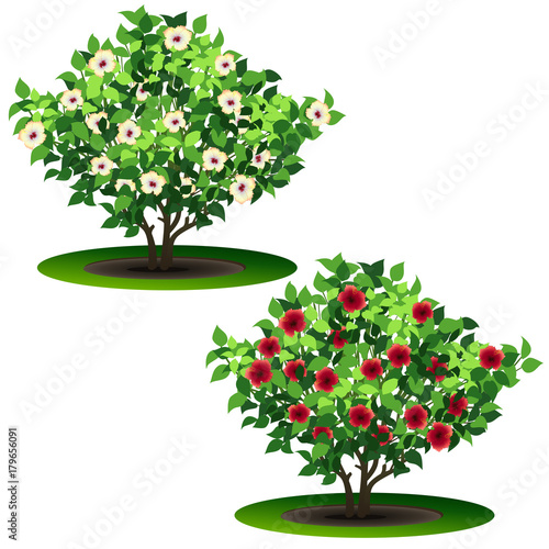 bush hibiscus with green leaves and flowers