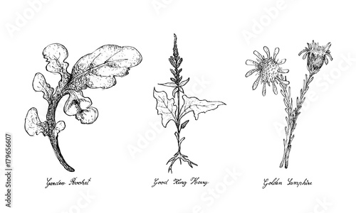 Garden Rocket, Good King Henry and Golden Samphire
