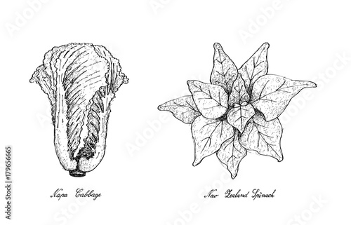 Hand Drawn of Napa Cabbage and New Zealand Spinach